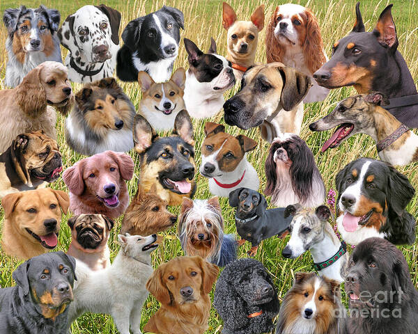 Dogs Art Print featuring the photograph Dog Breeds by Carol Randall