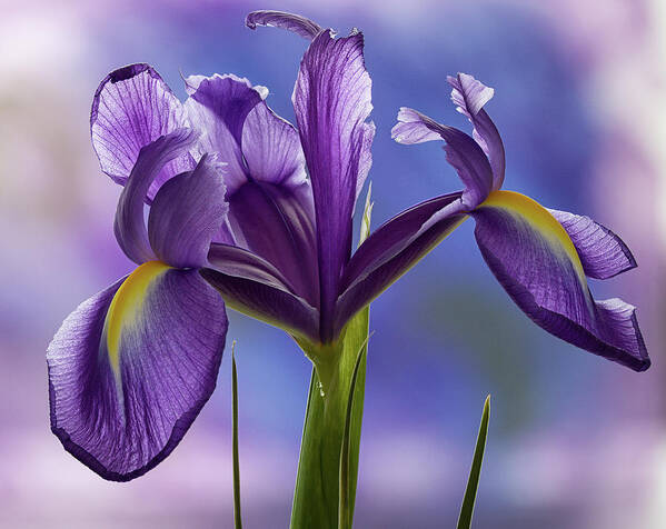 Floral Art Print featuring the photograph Dutch Iris by Shirley Mitchell