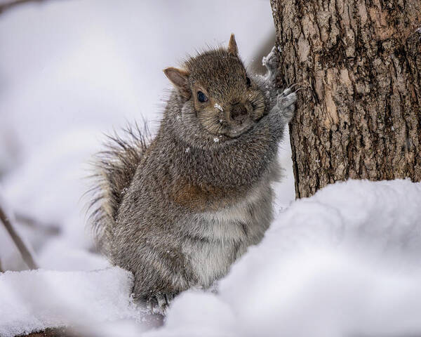 Squirrel Art Print featuring the photograph Easy Breezy Beautiful Cover Squirrel by James Overesch