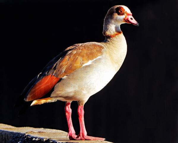 Bird Art Print featuring the photograph Egyptian Goose Posing by Andrew Lawrence