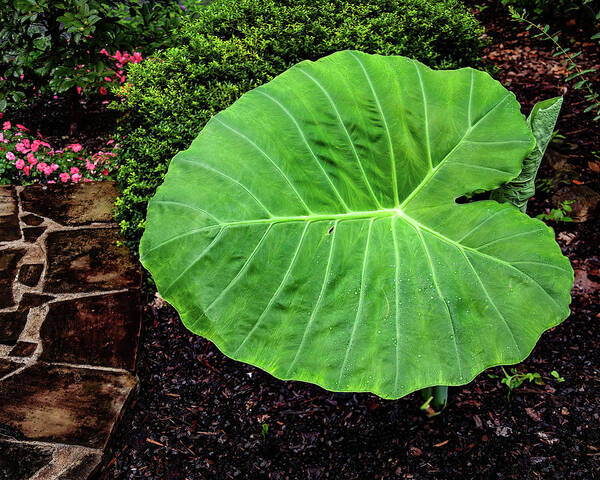 Elephant Ear Art Print featuring the photograph Elephant ear 01 by Flees Photos