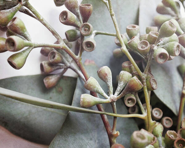 Seed Pods Art Print featuring the photograph Eucalyptus Pods Seven by Lupen Grainne