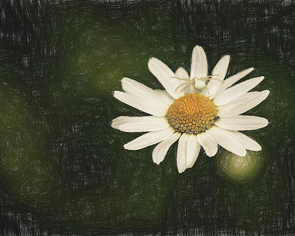 Daisy Art Print featuring the photograph Fashion Daisy with Matching Spider by Lindsay Thomson