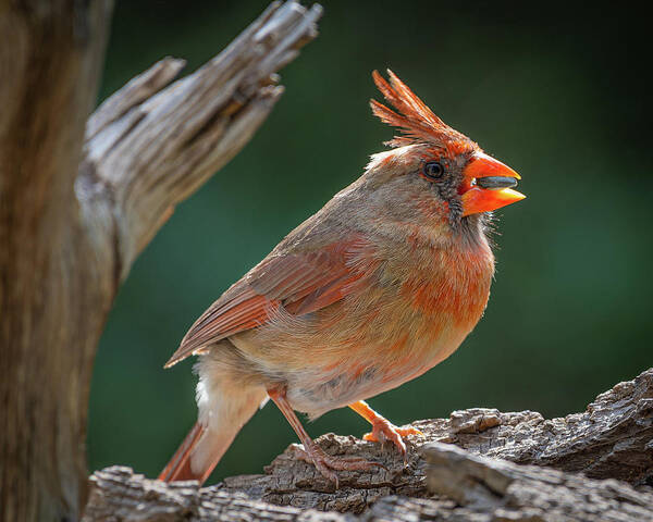Hill Country Art Print featuring the photograph Female Cardinal with Seed by Erin K Images