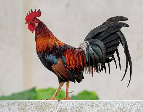 Feral Art Print featuring the photograph Feral Rooster by Rick Mosher