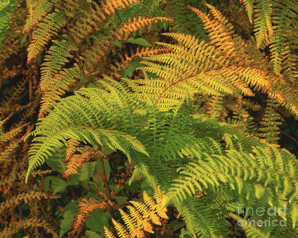 Ferns Art Print featuring the photograph Fern Fronds by Timothy Flanigan
