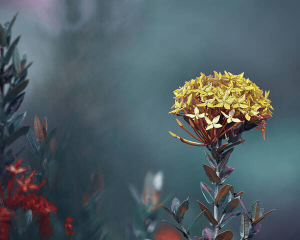 Ixora Coccinea Is A Species Of Flowering Plant In The Family Rubiaceae Art Print featuring the photograph Flame of the Woods 2 by Gian Smith