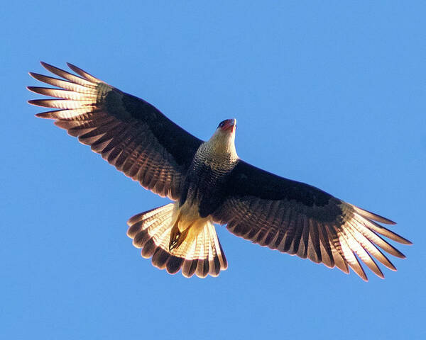 Crested Caracara Art Print featuring the photograph Flight of the Crested Caracara by Jaki Miller
