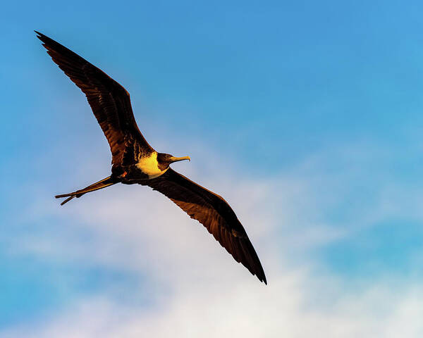 Bird Art Print featuring the photograph Frigatebird by William Dickman