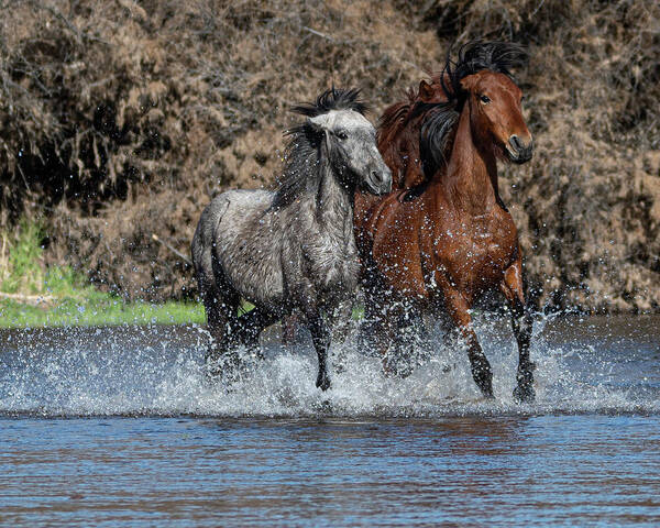 Wild Horses Art Print featuring the photograph Full Speed by Mary Hone