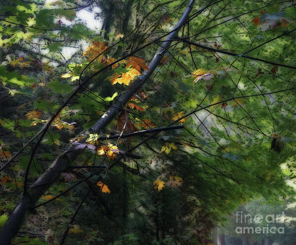 Leaves Art Print featuring the digital art Gold Leaves with Blur by Deb Nakano