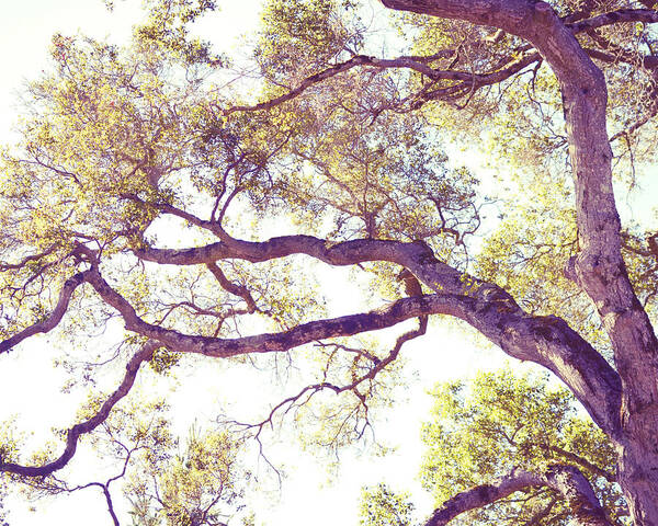 Oak Tree Art Print featuring the photograph Golden Boughs by Lupen Grainne