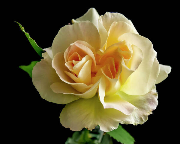 Flower Art Print featuring the photograph Golden Rose by Cathy Kovarik