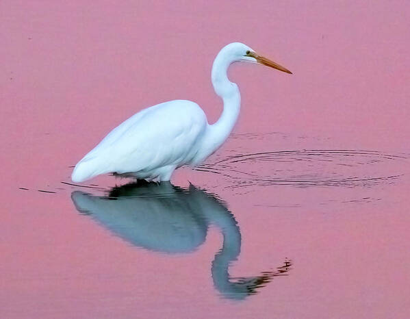 Art Print featuring the photograph Great Egret at Sunset #1 by Carla Brennan
