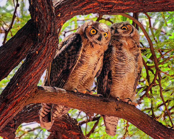 Great Art Print featuring the photograph Great Horned Owls h124129 by Mark Myhaver