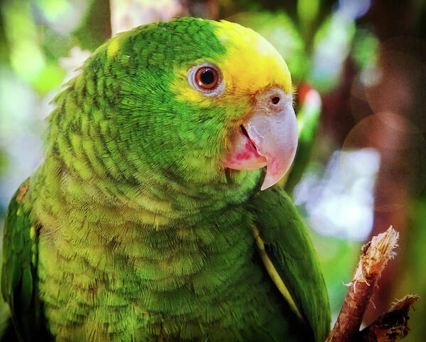 Parrot Art Print featuring the photograph Green parrot by Tatiana Travelways