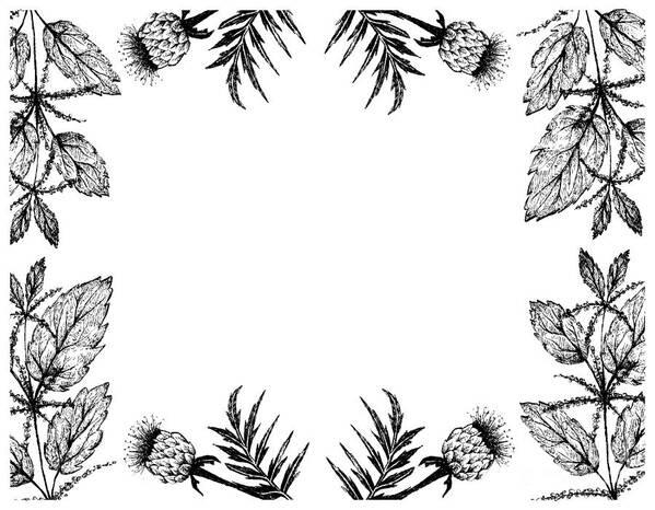 Urtica Dioica Art Print featuring the drawing Hand Drawn Frame of Maral Root and Stinging Nettle Plants by Iam Nee