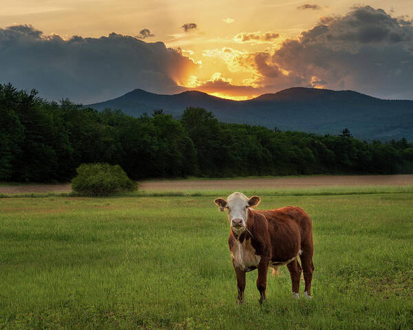 #cow#maine#farm#field#mountains#sunset#landscape#spring Art Print featuring the photograph Hanging with Ms. Cow by Darylann Leonard Photography