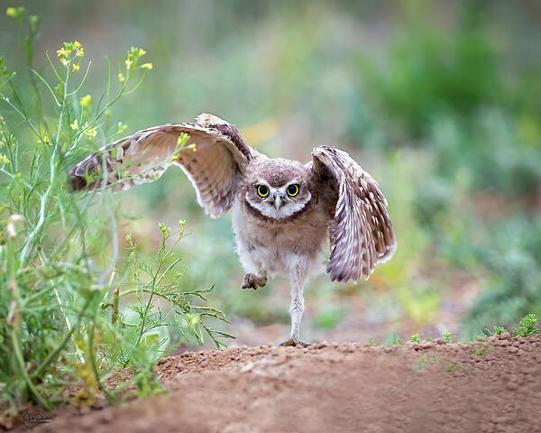 Burrowing Owl Art Print featuring the photograph Hold on, I'm comin' by Judi Dressler