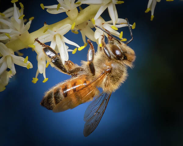 Bee Art Print featuring the photograph Honey Bee in Blue by Mark Andrew Thomas