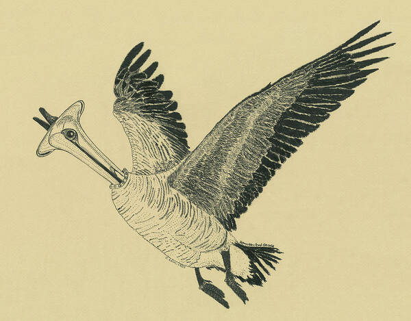 Goose Art Print featuring the drawing Horn Necked Goose by Jenny Armitage
