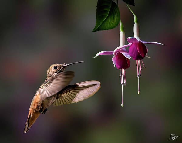 Hummingbird Art Print featuring the photograph Hummingbird and Fuchsias 2 by Endre Balogh
