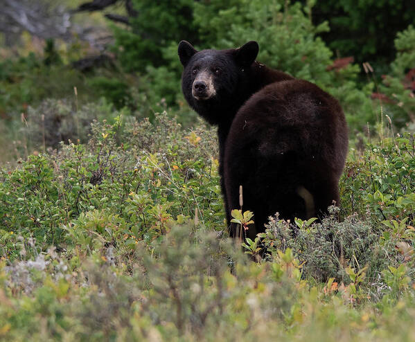 Closeup Of Bear In Glacier National Park; Wildlife In Montana; Montana's Wildlife Art Print featuring the photograph I see you checking me out by Carolyn Hall