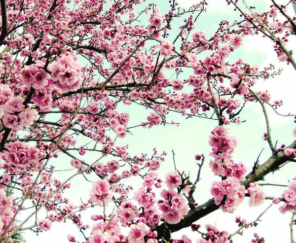 Cherry Blossoms Art Print featuring the photograph Inspiration by Lupen Grainne