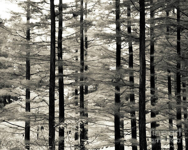 Monochrome Art Print featuring the photograph Into The Woods by Ana V Ramirez