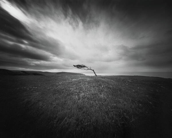  Art Print featuring the photograph Isolated - Windswept Tree On Went Hill by Will Gudgeon