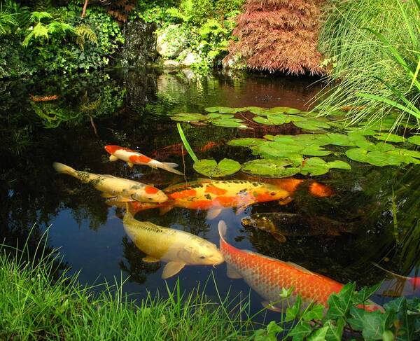 Outdoors Art Print featuring the photograph Japanese garden - big kois in the pond by Fotolinchen