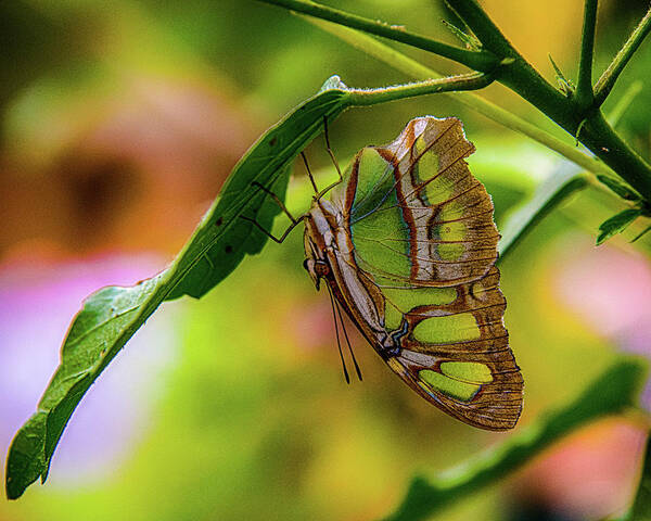 Butterfly Art Print featuring the photograph Just hanging by Patricia Dennis