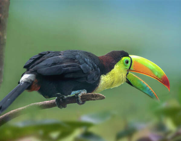 Tim Fitzharris Art Print featuring the photograph Keel billed Toucan I by Tim Fitzharris