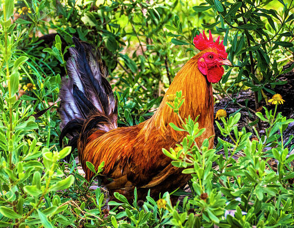 Key West Art Print featuring the photograph Key West Rooster by Karen Cox