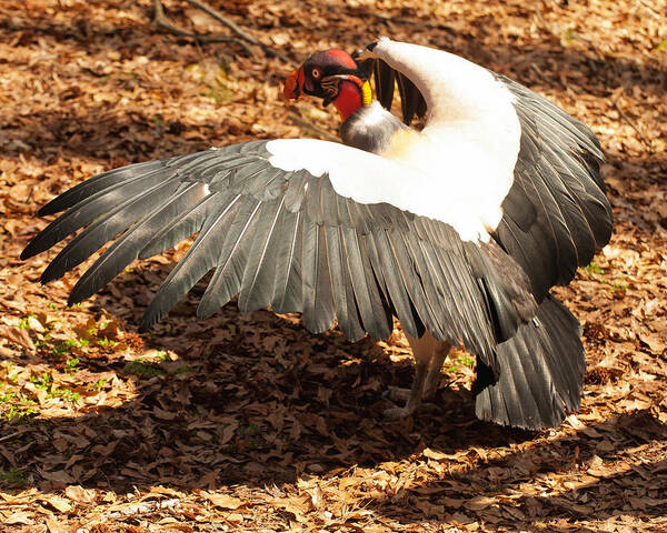 King Vulture Art Print featuring the photograph King Vulture 3 Strutting by Flees Photos