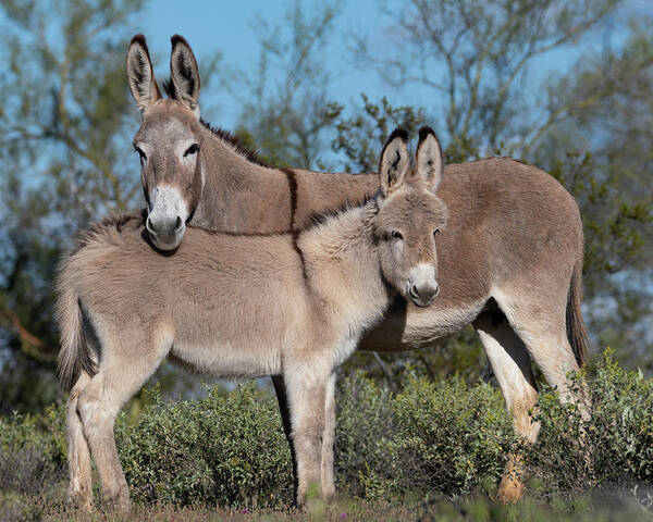 Wild Burros Art Print featuring the photograph Like Mom by Mary Hone