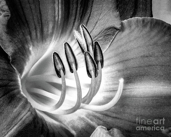 Digital Art Print featuring the digital art Lily Pistils - Black And White by Anthony Ellis