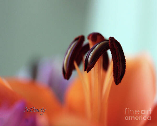 Lily Stamen Art Print featuring the photograph Lily Stamen by Natalie Dowty