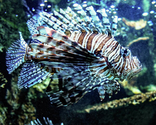 Fish Art Print featuring the photograph Lion fish close up by Flees Photos