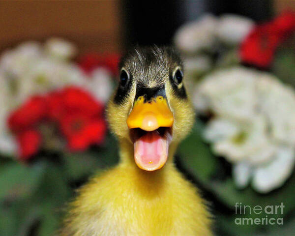 Duck Art Print featuring the photograph Littlest Quacker by Shirley Dutchkowski