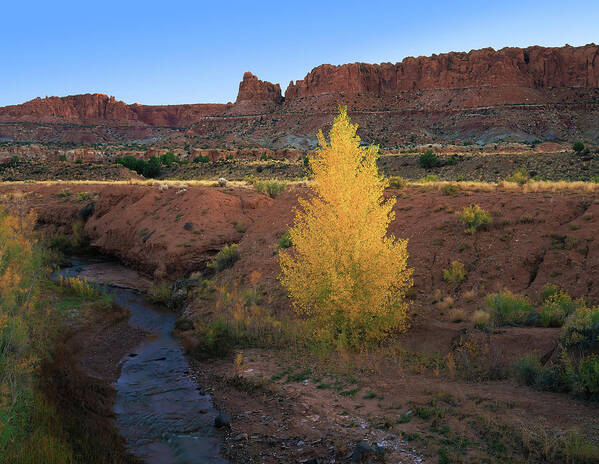 Landscape Art Print featuring the photograph Lone Cottonwood by Paul Breitkreuz