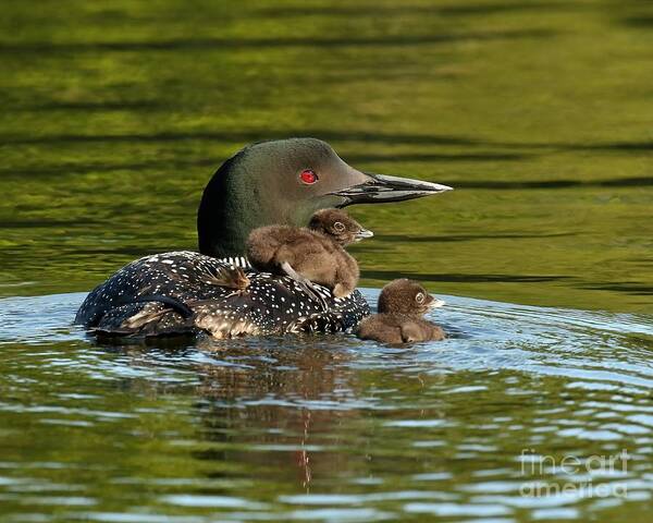 Loon Art Print featuring the photograph Loon mom and her babies by Heather King