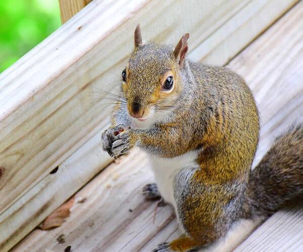 Squirrel Art Print featuring the photograph Ma'am, may I have another nut? by Lynn Hunt