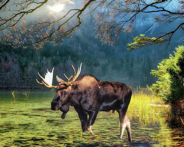 Moose Art Print featuring the digital art Magnificent Moose by Norman Brule