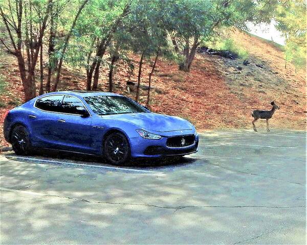 Deer Art Print featuring the photograph Maserati Deer by Andrew Lawrence
