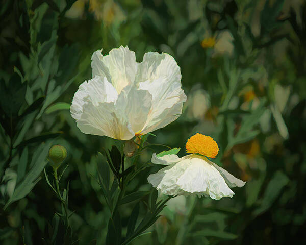 Matilija Poppies Art Print featuring the photograph Matilija Poppies 5 by Lindsay Thomson