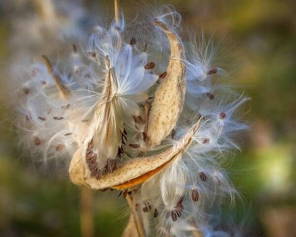Nature Art Print featuring the photograph Milkweed Pods by Susan Rydberg
