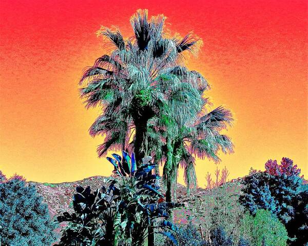 Palm Trees Art Print featuring the photograph Mountain Palms by Andrew Lawrence