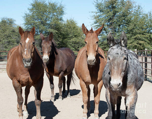 Mule Art Print featuring the photograph Mule Gang by Jody Miller
