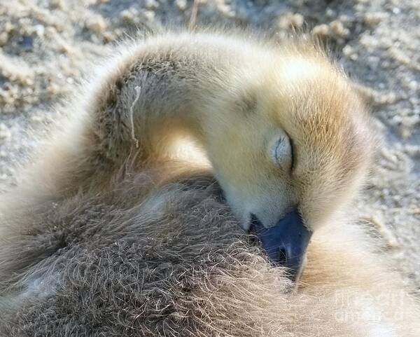 Gosling Art Print featuring the photograph Napping Gosling by Lori Lafargue